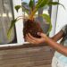 Atelier et vente de Kokedama à Saint-leu